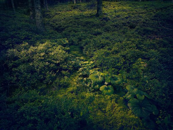 004 - Langenbach