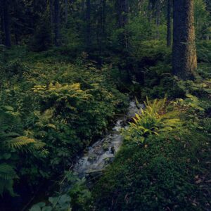 005 - Langenbach