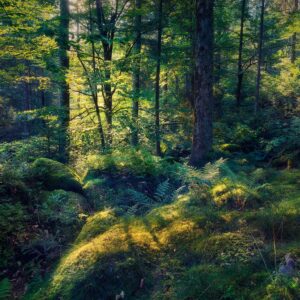 010 - Zartenbach