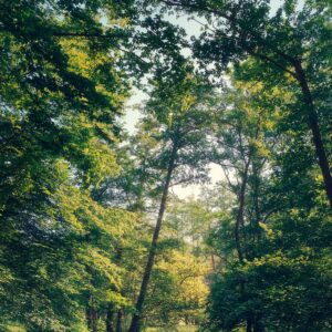 018 - Naafbach